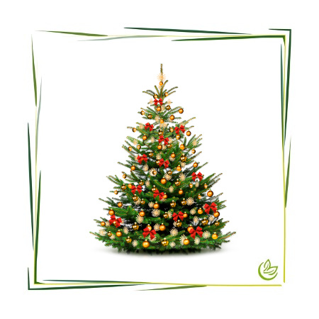 Parfümöl Christmas Tree